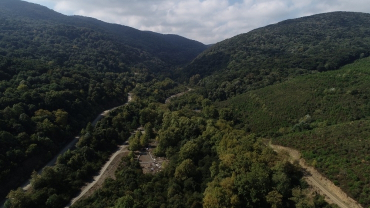 Bursa’da Bin 100 Yıllık Çınar Ağacı Bulundu
