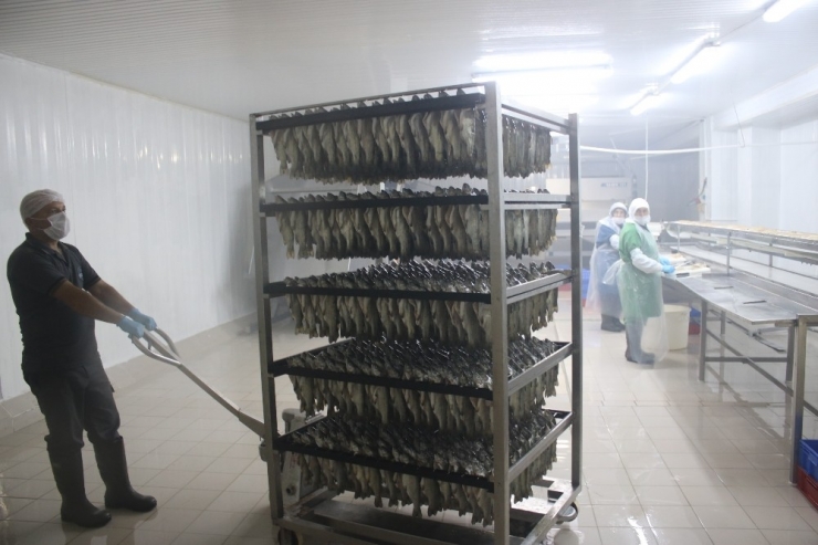 Denizli’den Dünyanın 80 Ülkesine Yıllık 6 Bin Ton Tütsülenmiş Balık Gönderiyorlar