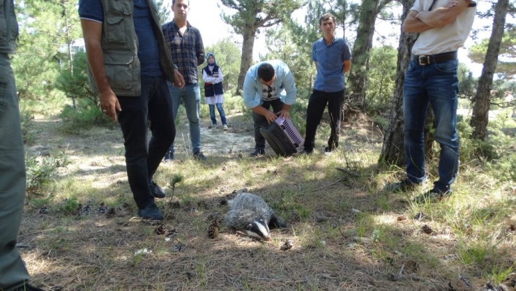Domaniç’te Nesli Tükenme Tehlikesi Altında Olan Porsuk Bulundu