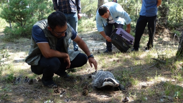 Domaniç’te Nesli Tükenme Tehlikesi Altında Olan Porsuk Bulundu