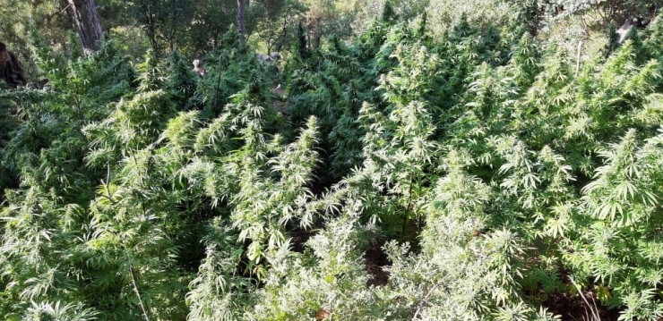 Hatay’da 15 Bin Kök Hint Keneviri Bitkisi Ele Geçirildi