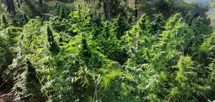 Hatay’da 15 Bin Kök Hint Keneviri Bitkisi Ele Geçirildi