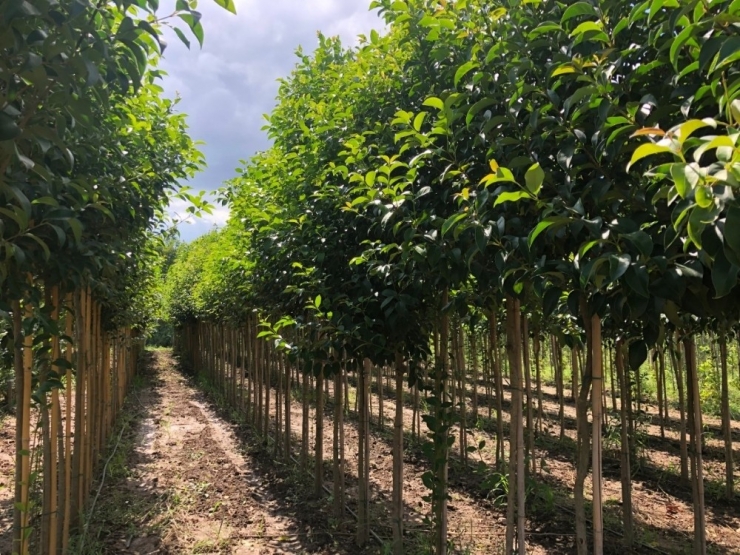 Büyükşehir, 125 Hektar Alanda Yerli Fidan Üretiliyor