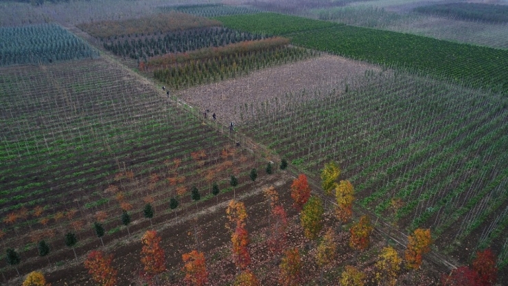Büyükşehir, 125 Hektar Alanda Yerli Fidan Üretiliyor