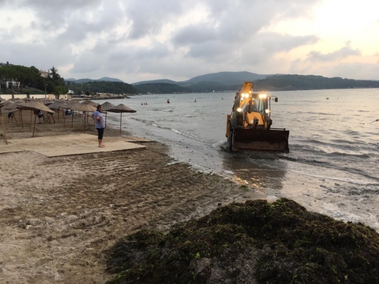 Kocaeli Sahillerinden 53 Ton Yosun Toplandı