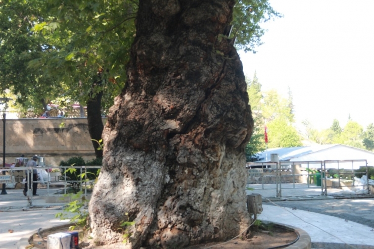Anıt Ağaç Zararlı Böceğe Teslim Oldu