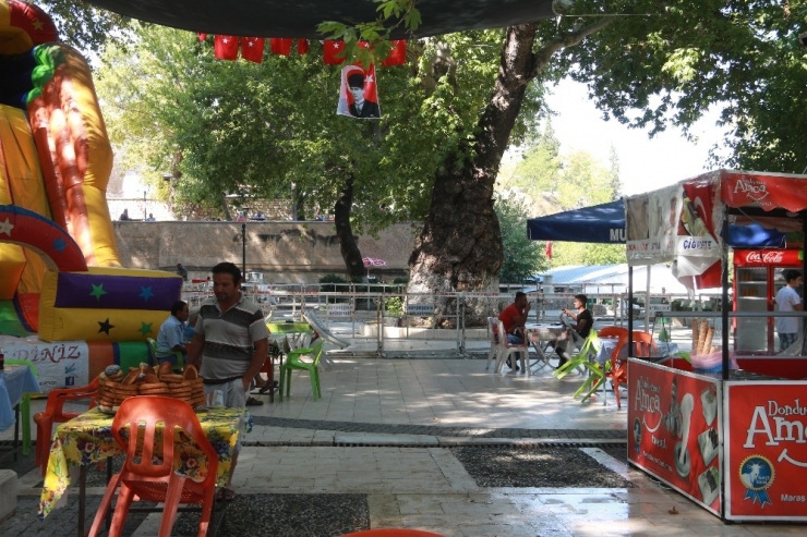 Anıt Ağaç Zararlı Böceğe Teslim Oldu