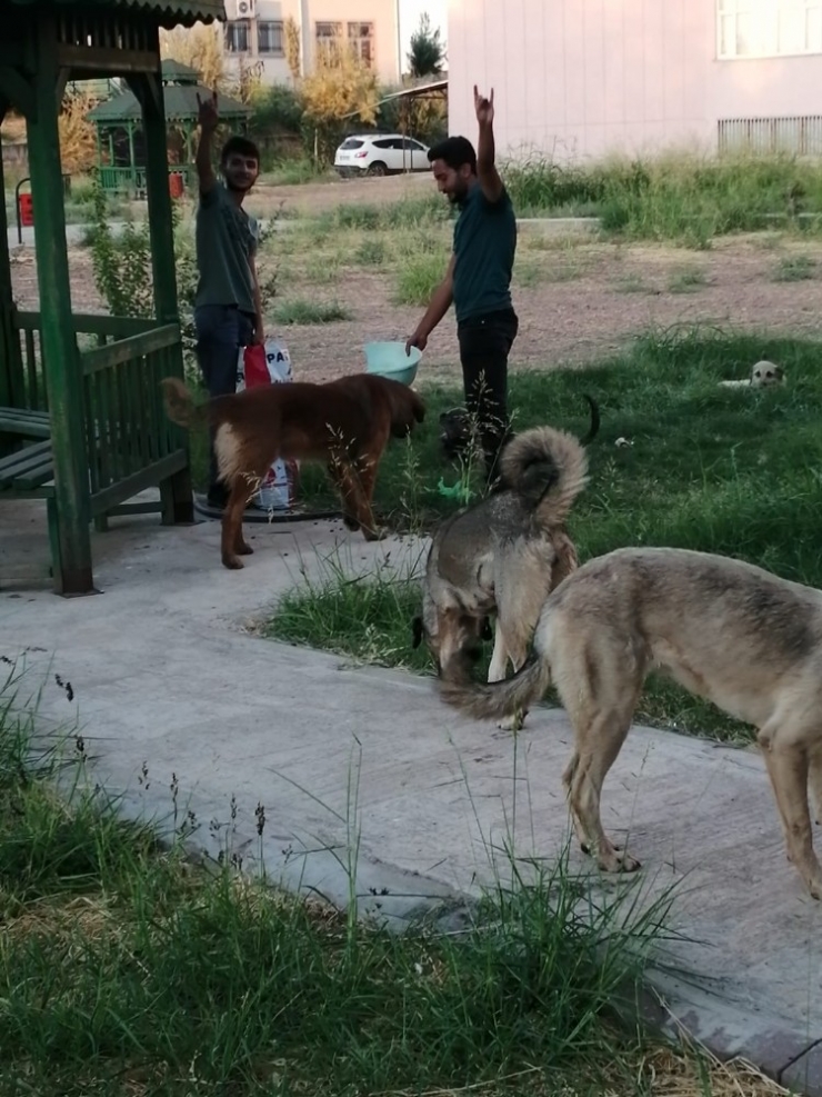 Mhp’li Gençler Sokak Hayvanlarına Sahip Çıktı