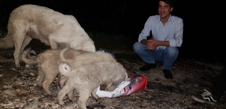 Mhp’li Gençler Sokak Hayvanlarına Sahip Çıktı