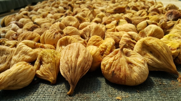 Ödemişli İncir Üreticileri Sezondan Umutlu