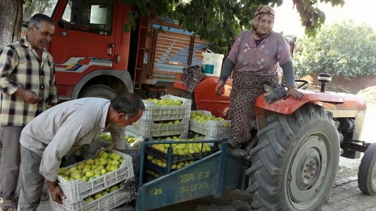 Ödemişli İncir Üreticileri Sezondan Umutlu
