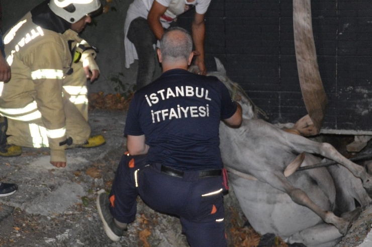Sarıyer’de Su Kanalına Düşen At İtfaiye Ekiplerinin Çalışmasıyla Kurtarıldı