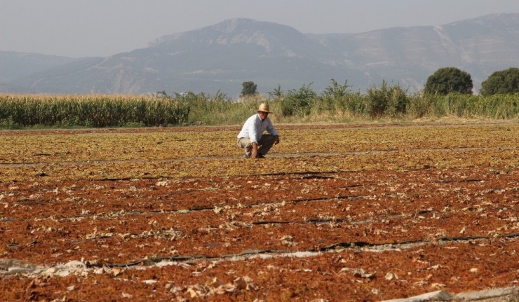 Manisa Ovaları Sergideki Üzümlerle Rengarenk Oldu