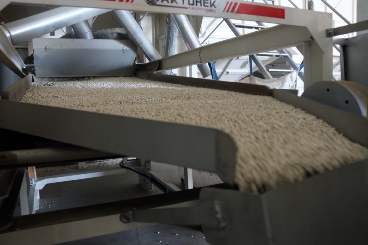 Türkiye’nin 57 Şehrine Bitlis’ten Fasulye İhraç Ediliyor