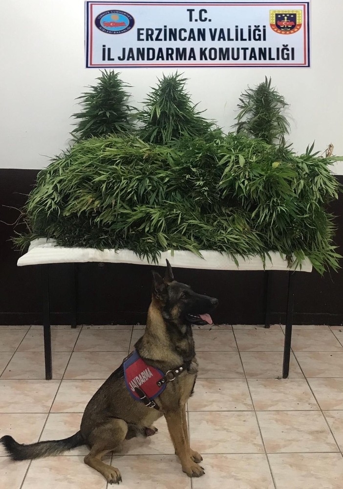 Erzincan’da 82 Adet Kök Kenevir Bitkisi Ele Geçirildi