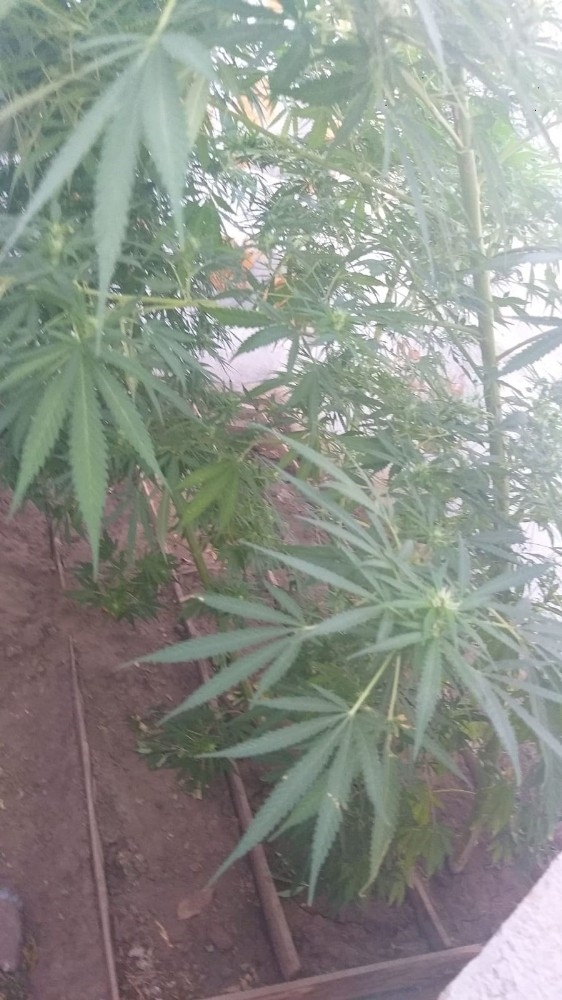 Saksıda Ektiği Hint Kenevirleri İle Yakalandı