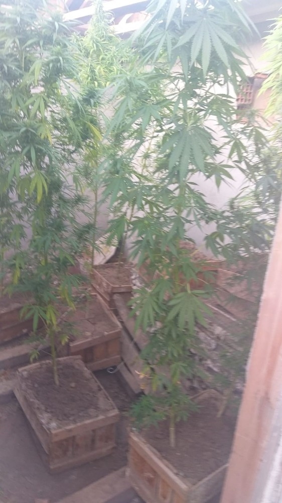 Saksıda Ektiği Hint Kenevirleri İle Yakalandı