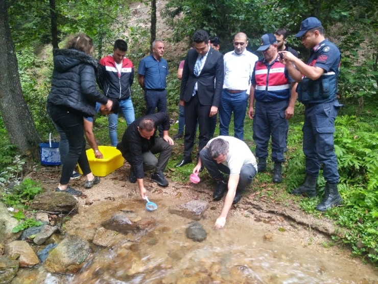 4 Bin Alabalık Yavrusu Suyla Buluştu