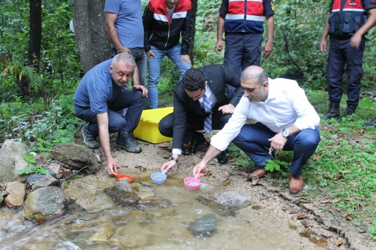 4 Bin Alabalık Yavrusu Suyla Buluştu