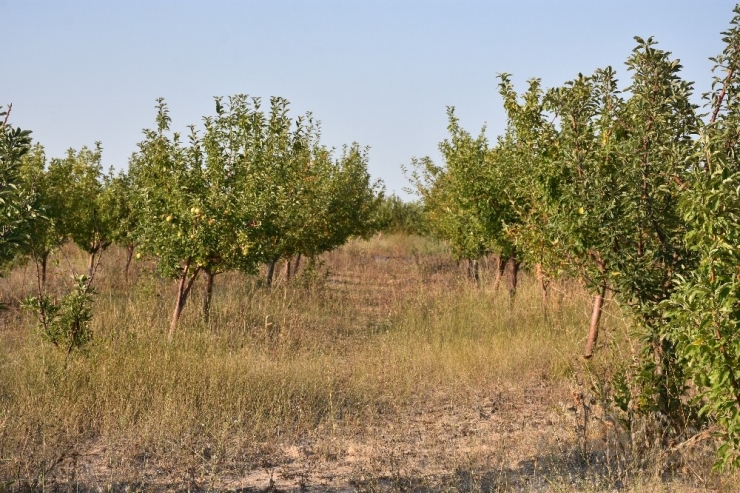 Aksaray’da Yeraltı Su Kaynaklarının Çekilmesi Ağaçların Kurumasını Neden Oluyor