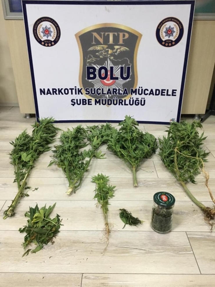 Bolu’da Evinde Uyuşturucu Yetiştiren Şahıs Gözaltına Alındı
