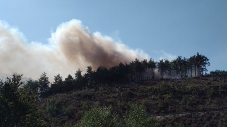 Bursa’da Orman Yangını