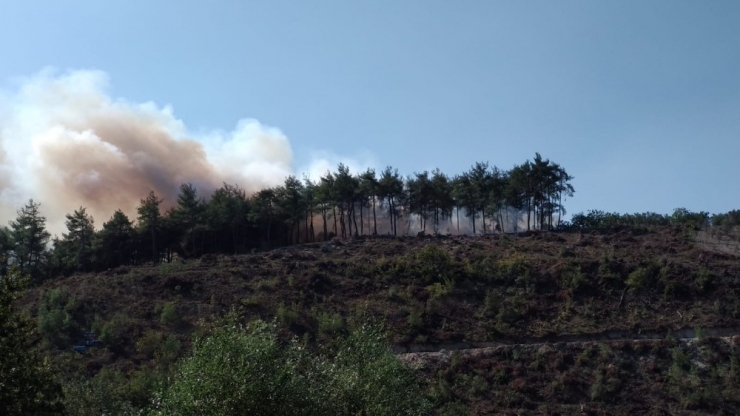 Bursa’da Orman Yangını