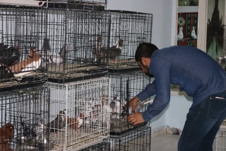 Uzmanlar Uyardı: ’Beslediğiniz Kuş Katiliniz Olabilir’