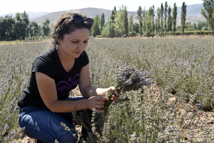 Gümüşhane Artık Lavanta Kokuyor
