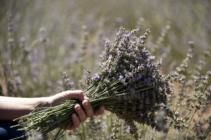 Gümüşhane Artık Lavanta Kokuyor