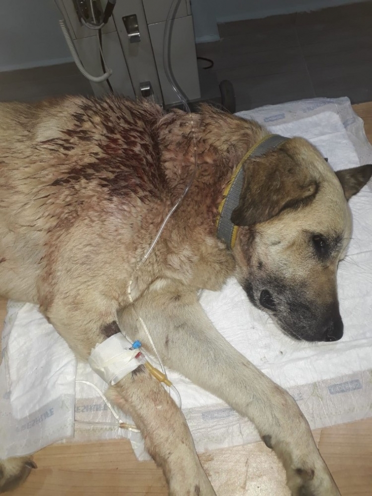 Mahallenin Baktığı Sokak Köpeğini Tüfekle Vurdular