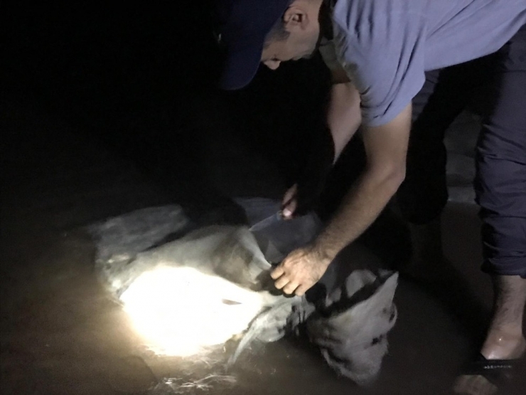 Kaçak Olarak Avlanan Yüzlerce Yavru Balık, Özgürlüğüne Kavuştu