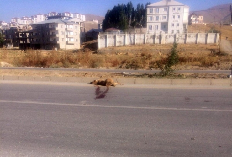Yüksekova’da Aracın Çarptığı Köpek Telef Oldu