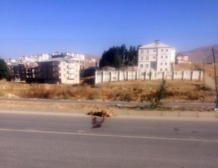 Yüksekova’da Aracın Çarptığı Köpek Telef Oldu