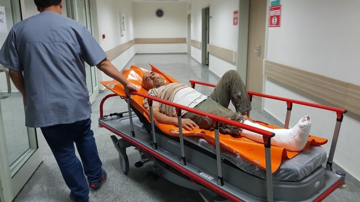 Hayvan Otlatan Adamı Ayının Saldırısından Köpekler Kurtardı