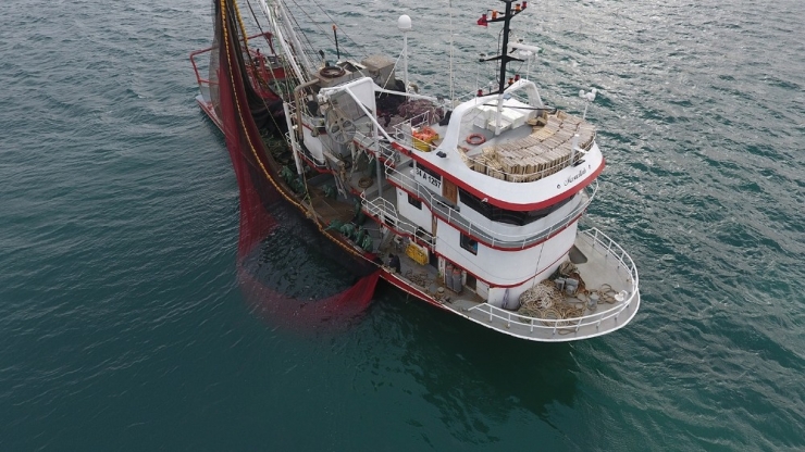 Sezonun İlk Palamutları Tezgahlarda