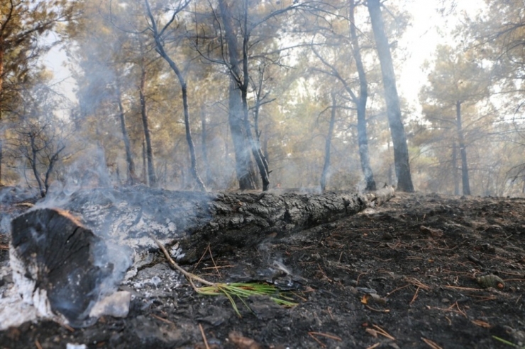 Manisa’daki Orman Yangını