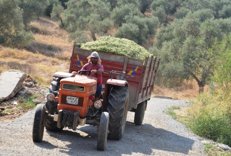 Çiftçiler Kışlık Kaba Yem Hazırlıklarına Başladı