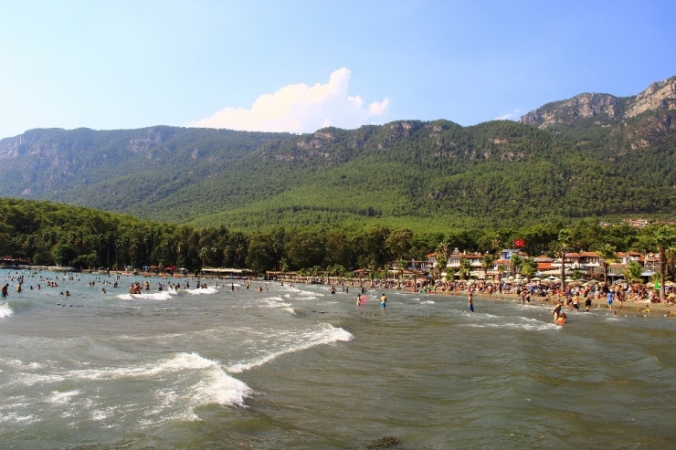 Muğla’da Binlerce Bal Arısı Telef Olarak Sahile Vurdu