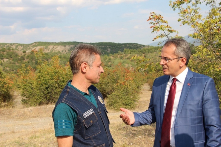 Tosya’da Bal Ormanı Kuruluyor