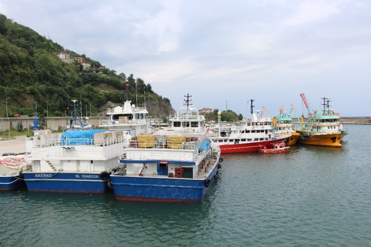 Palamut Avından Aradığını Bulamayan Trabzonlu Balıkçıların Umudu Hamsi Oldu