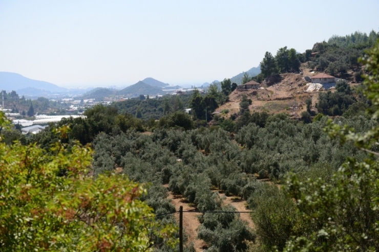 Dağı Taşı Zeytin Bahçesine Çevirdiler, Rekor Üretim Bekliyorlar
