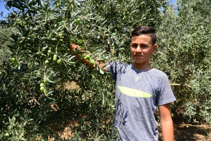 Dağı Taşı Zeytin Bahçesine Çevirdiler, Rekor Üretim Bekliyorlar