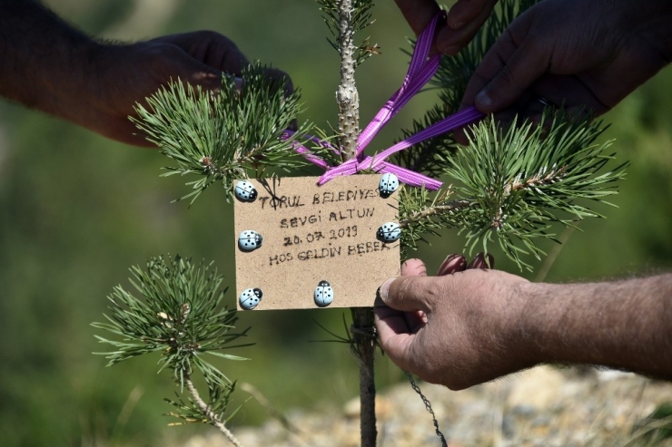 Bu İlçede Her Doğan Bebek İçin Fidan Dikiliyor