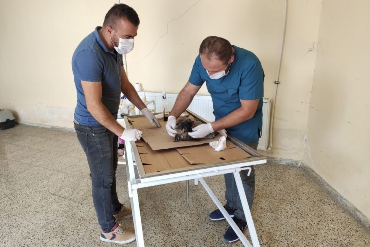 Aracın Çarptığı Yavru Köpek Kurtarılamadı