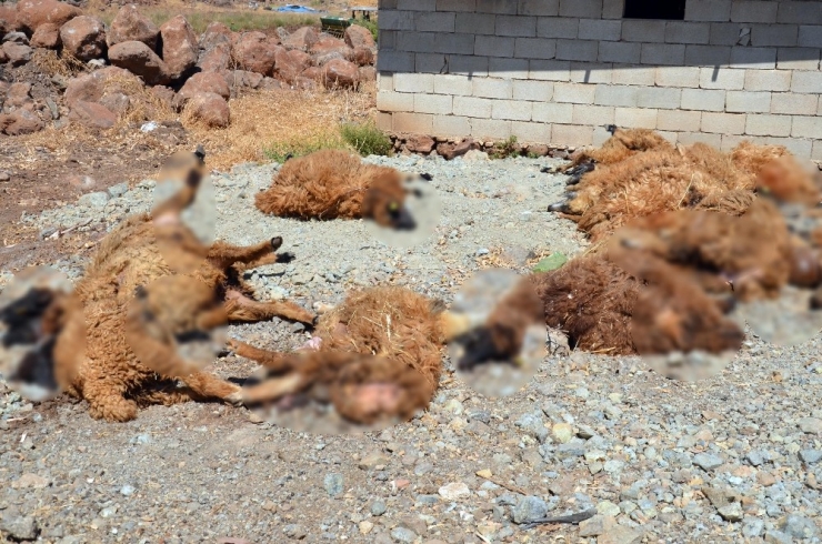 Hatay’da Ahıra Giren Kurtlar Koyunları Telef Etti