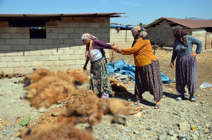 Hatay’da Ahıra Giren Kurtlar Koyunları Telef Etti