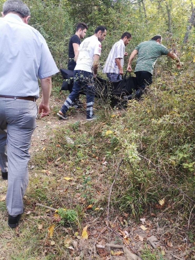 Ceviz Ağacından Düşen Yaşlı Kadın Hayatını Kaybetti