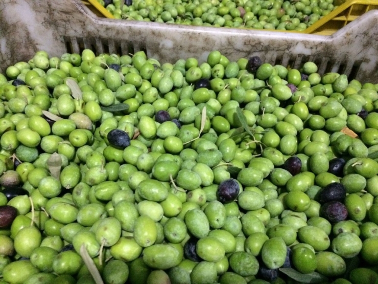 Mut’ta Zeytin Hasadı 10 Gün Önce Başladı