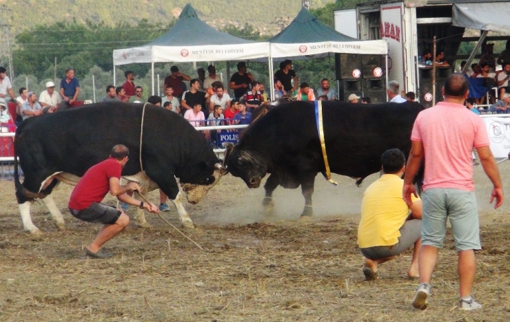 İspanya Değil, Muğla